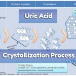 Uric Acid Crystallization Formation and Growth Processes